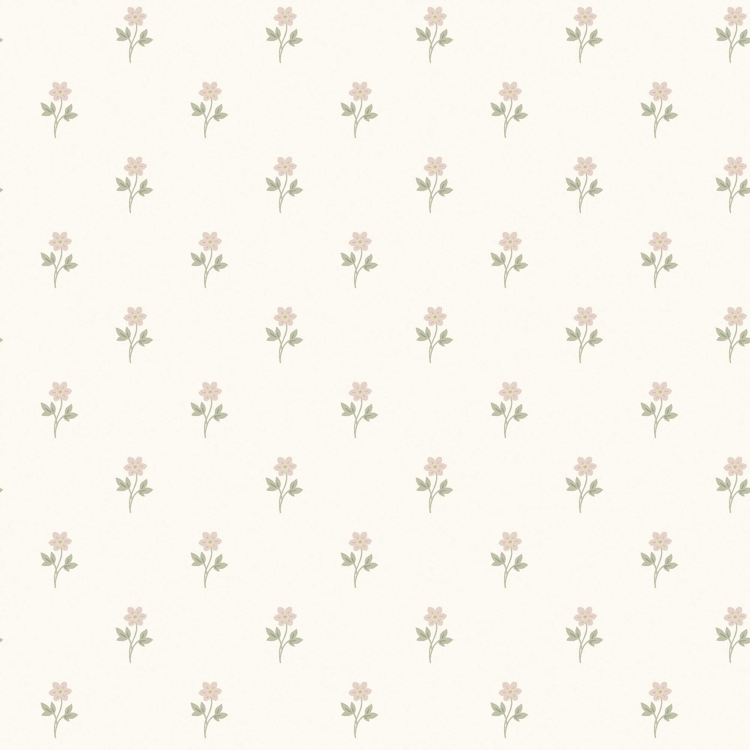 Anemone, Rosa